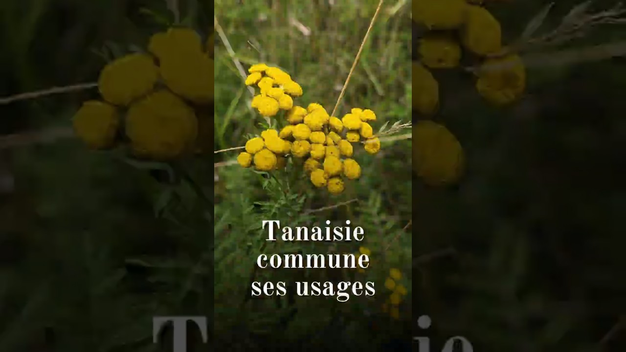 Tanaisie commune (Tanacetum vulgare) : les usages