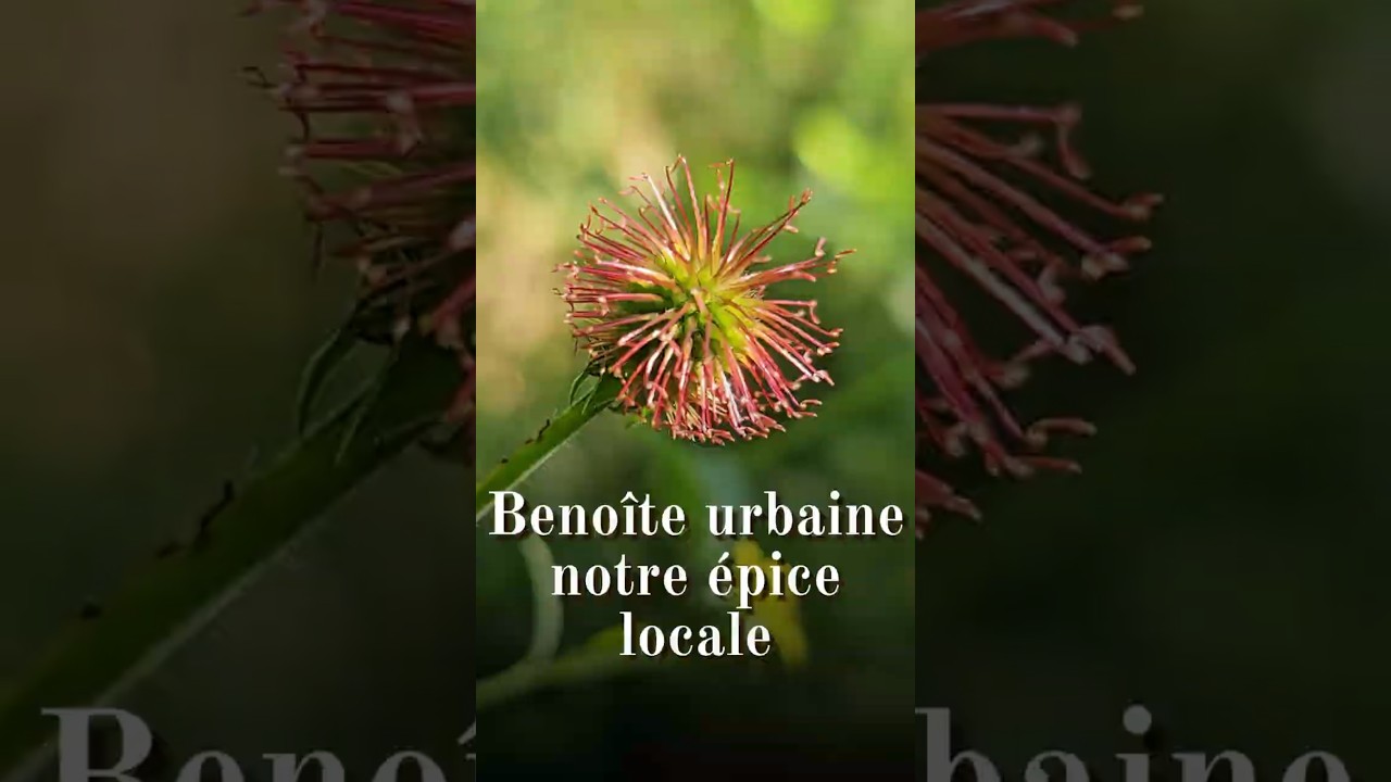 Benoîte urbaine (Geum urbanum), notre clou de girofle local