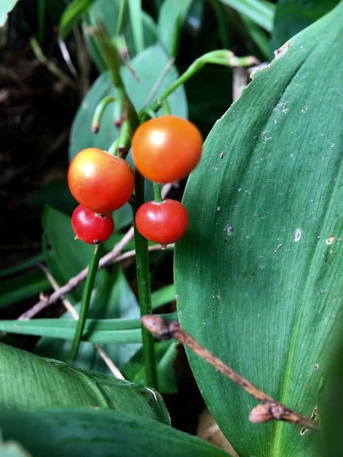 Le muguet est une plante entièrement toxique. 