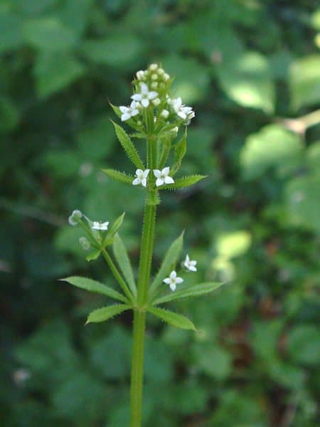 Le gaillet gratteron est une plante médicinale
