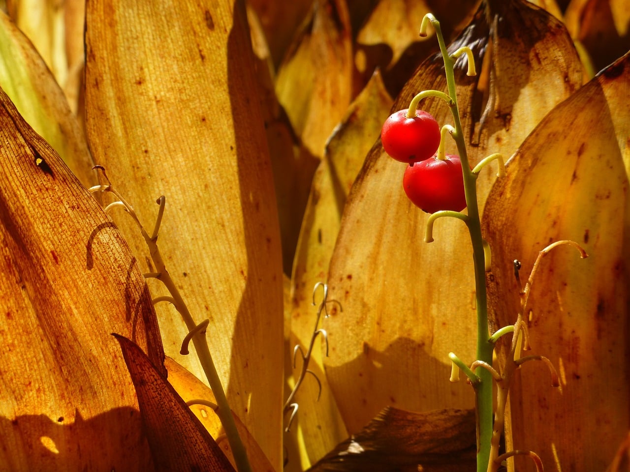 les baies du muguet sont toxiques et mortelles.