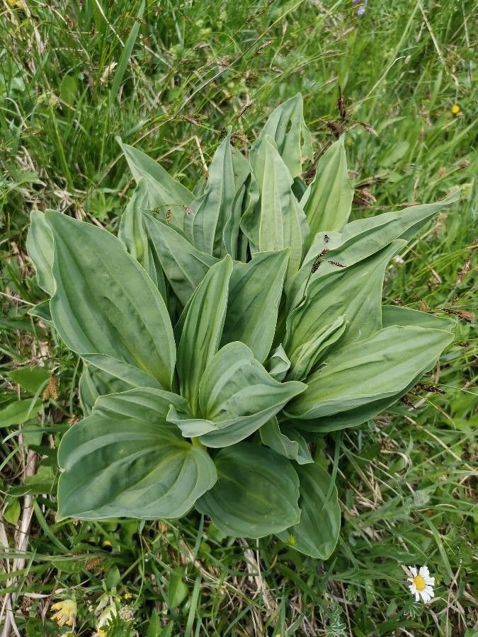 Il est possible de confondre le Plantain avec la gentiana lutea