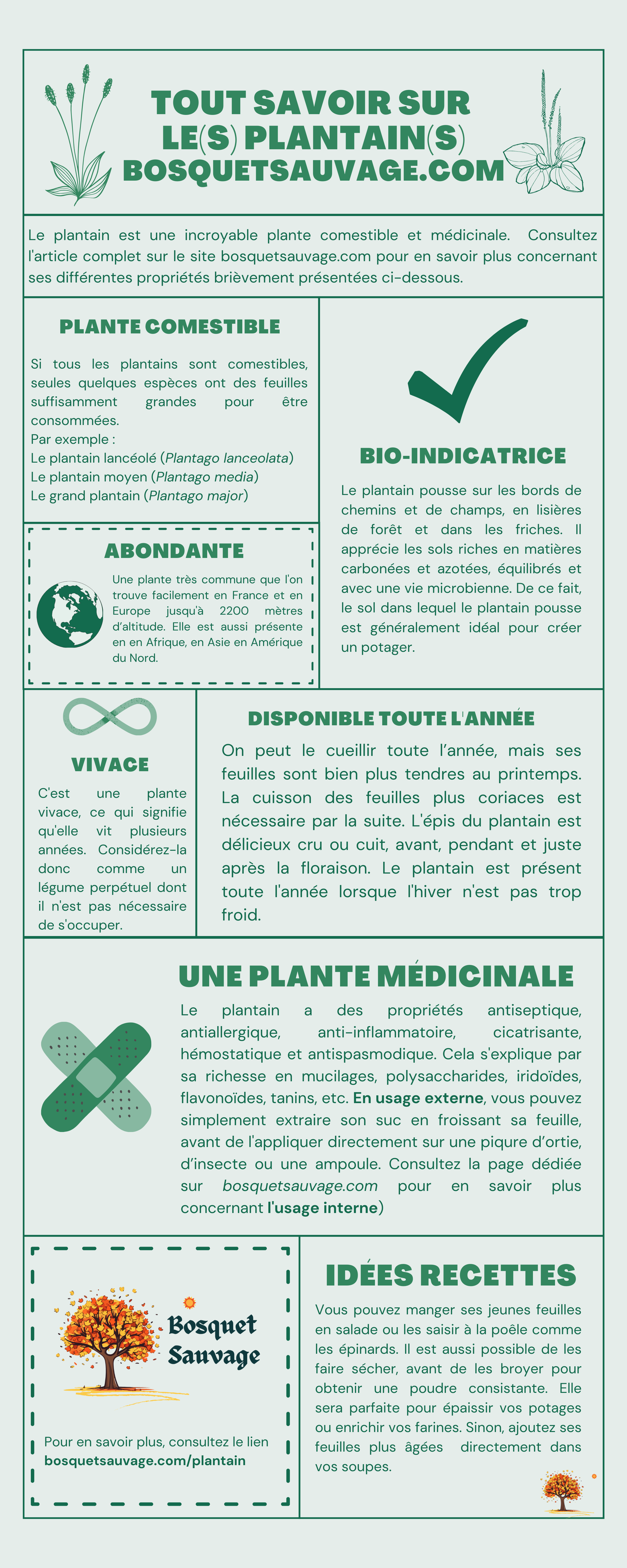 Plantain