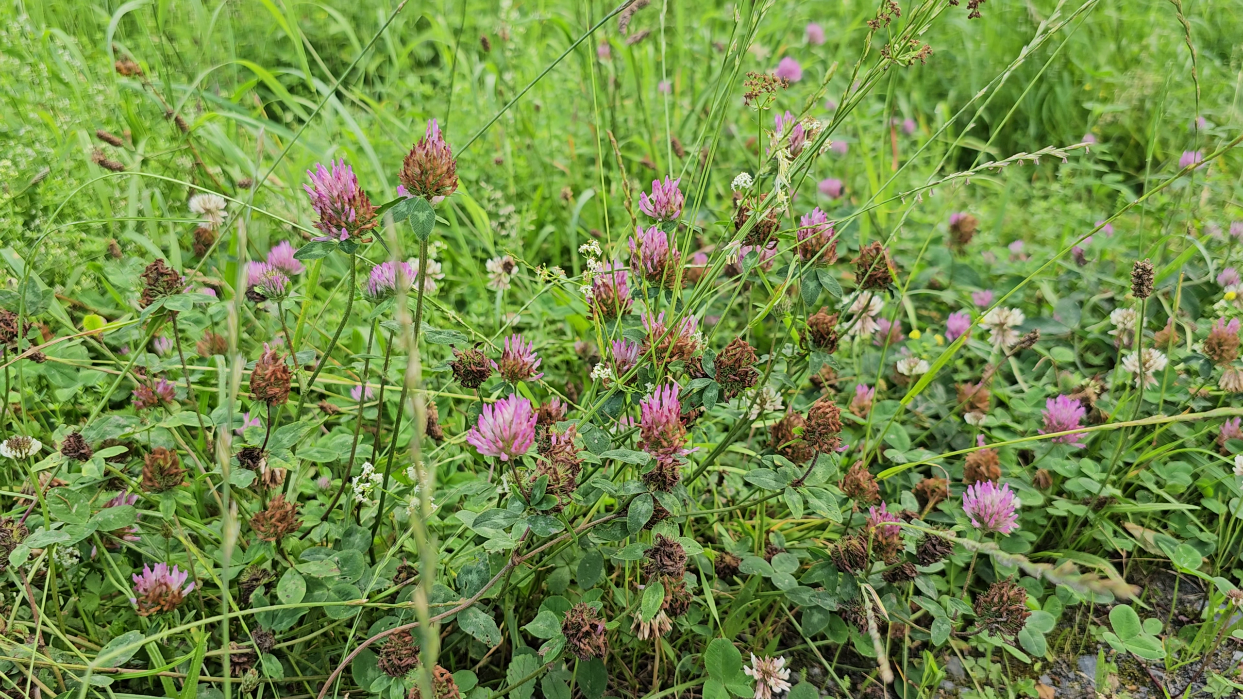 Le trèfle des prés (Trifolium pratense)