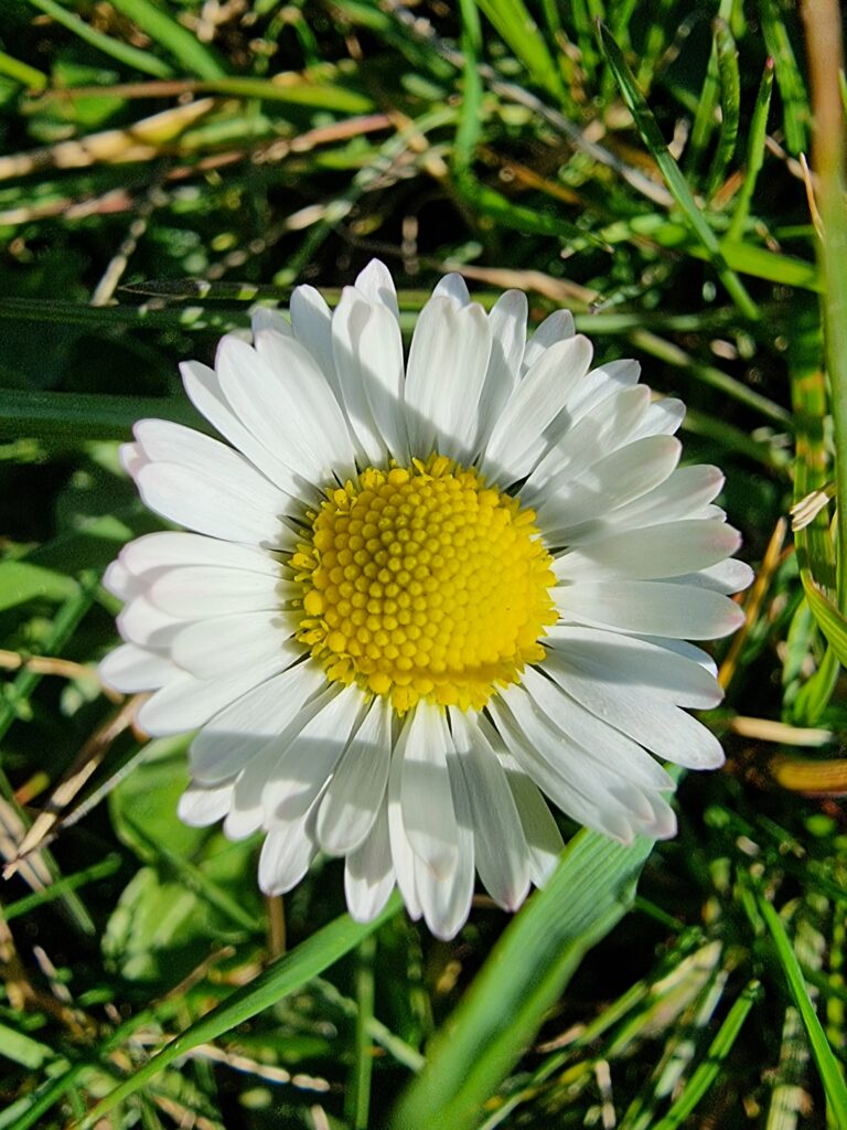 La pâquerette est composée de nombreuses fleurs blanches.