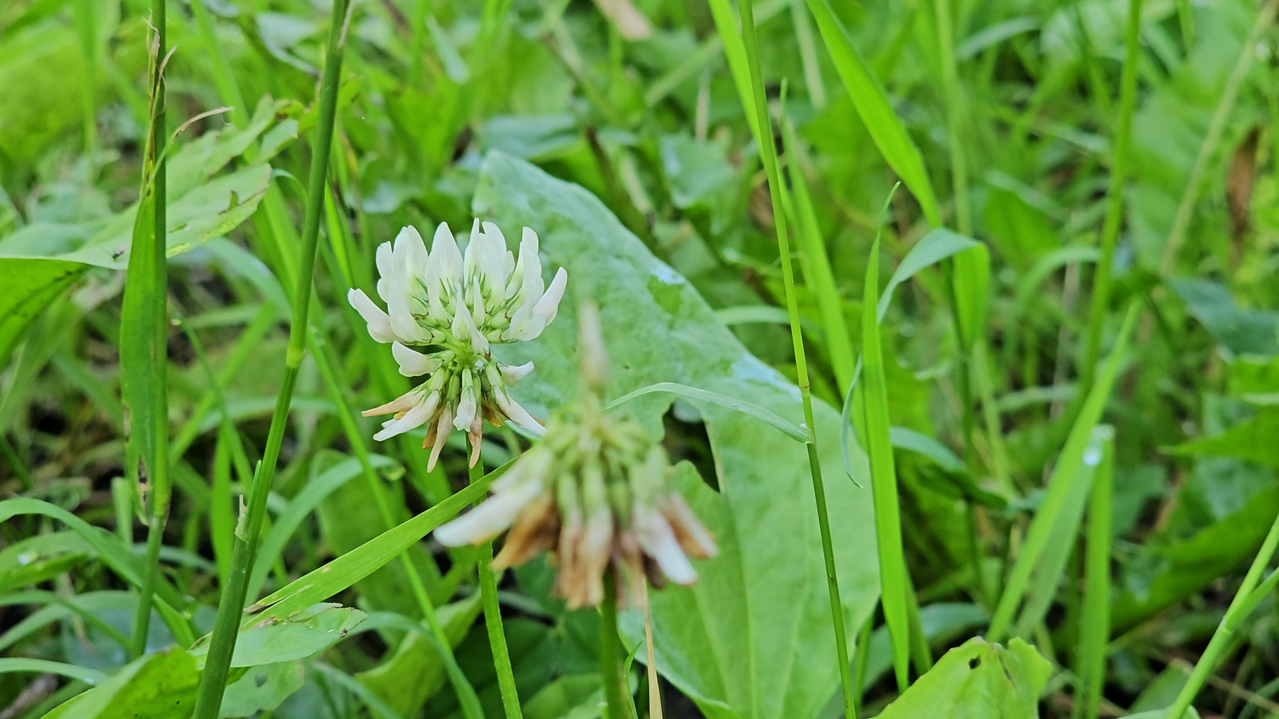 Le trèfle des prés (Trifolium repens)