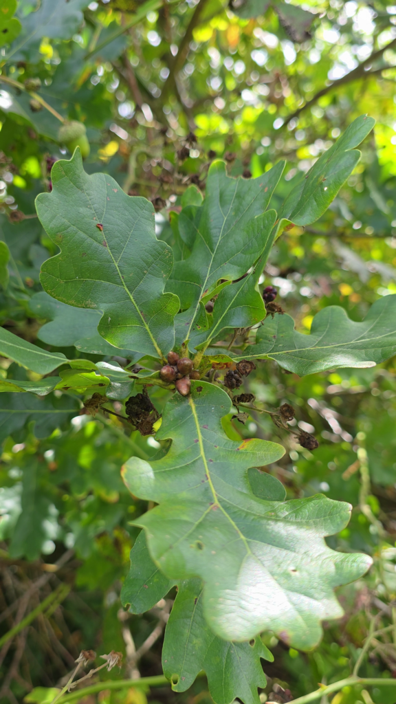 Le chêne est un arbre comestible