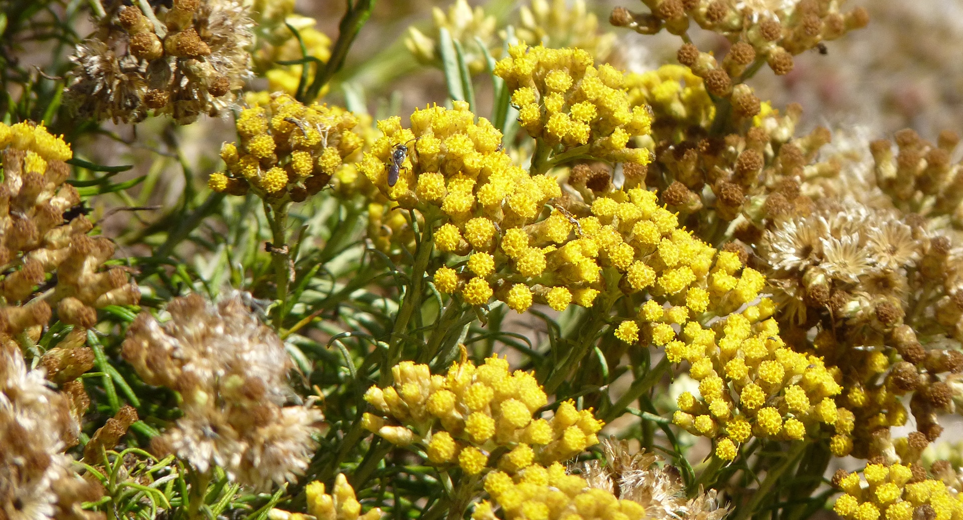 Fleurs de l'herbe à curry.