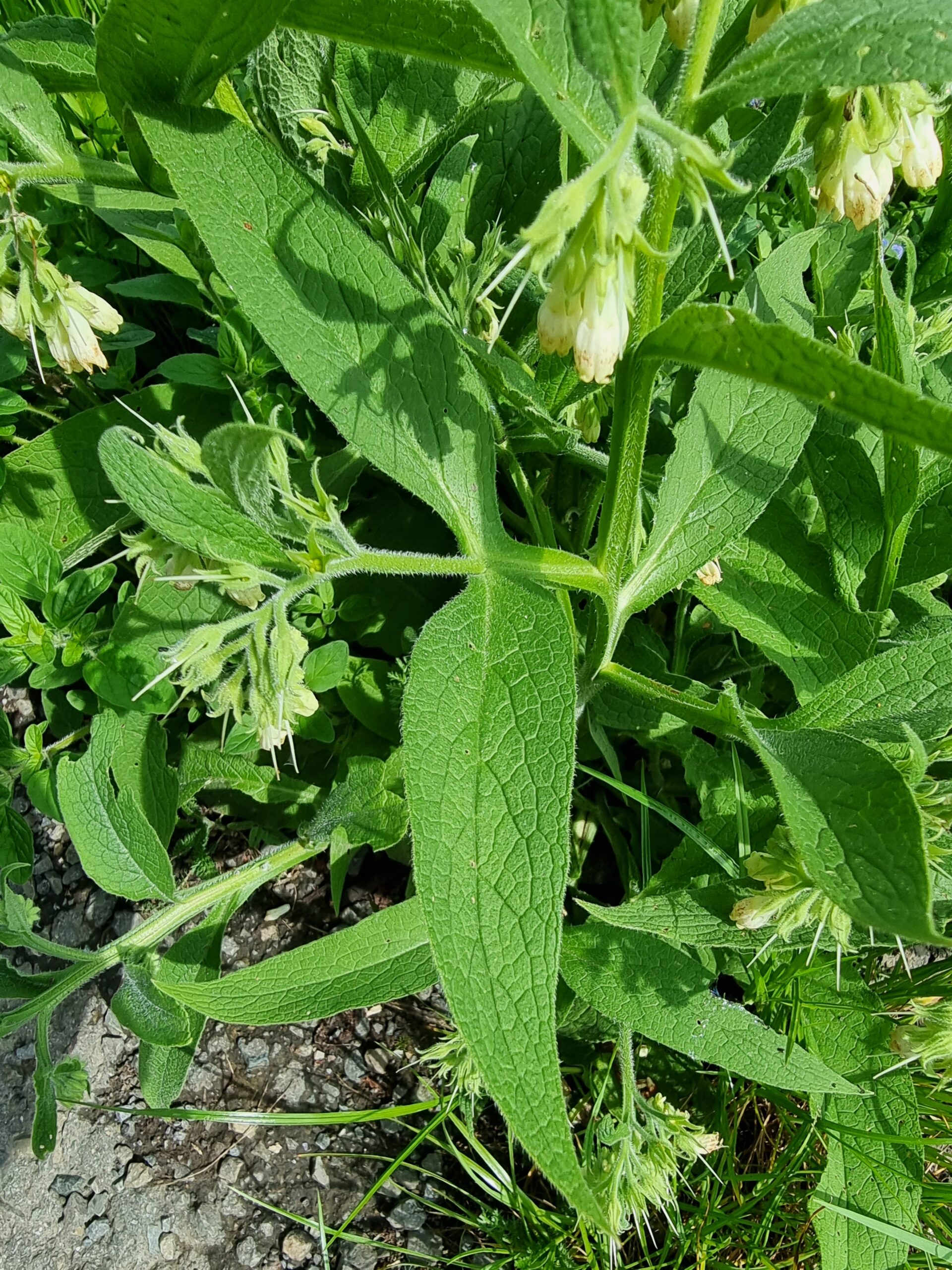 Consoude officinale