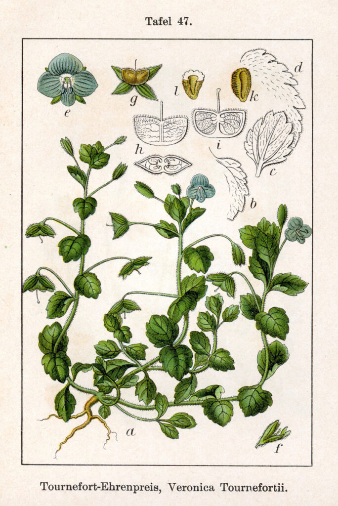 Représentation botanique de la véronique de Perse