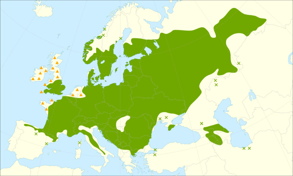 tilia cordata repartition