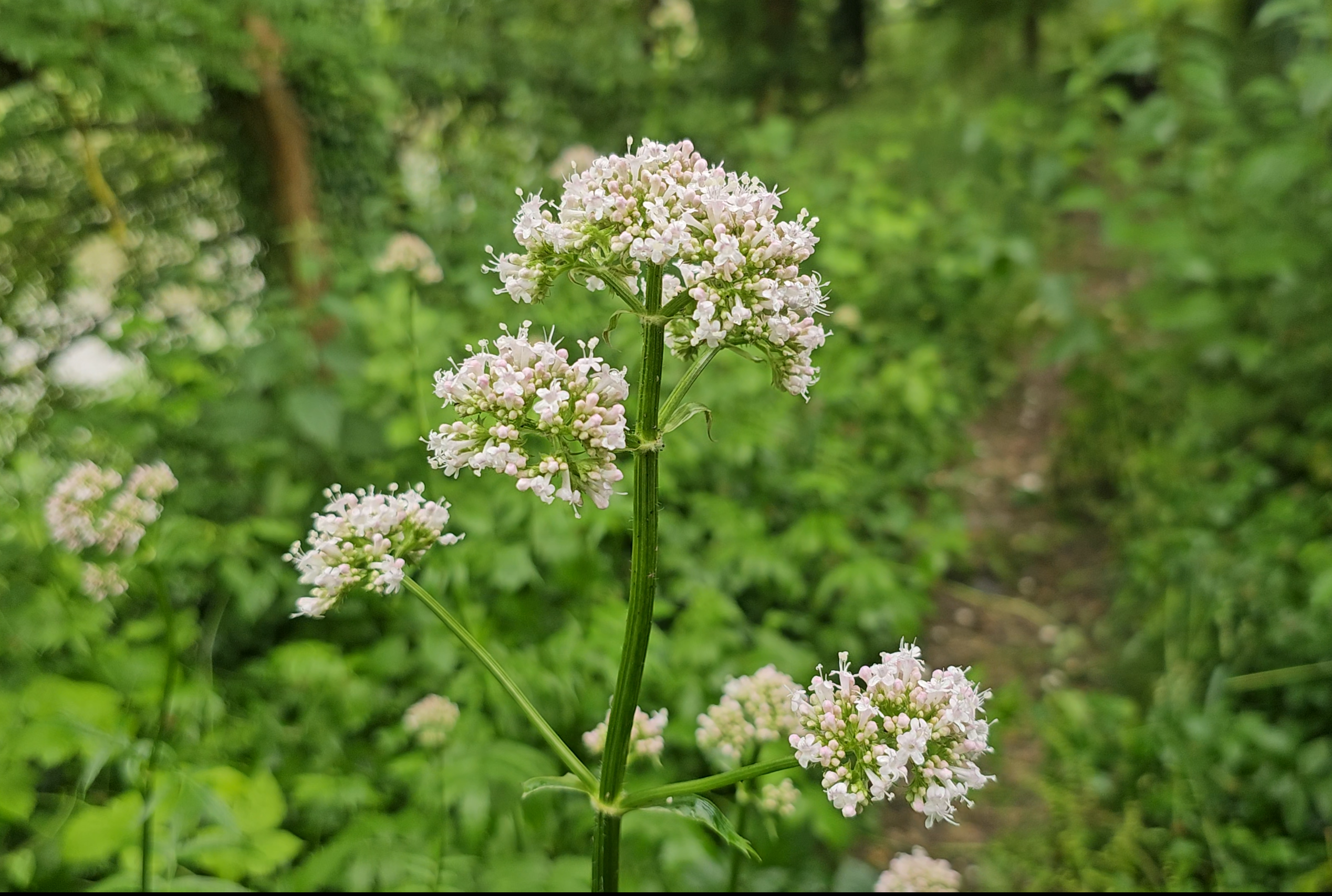 Inflorescences de la valériane officinale