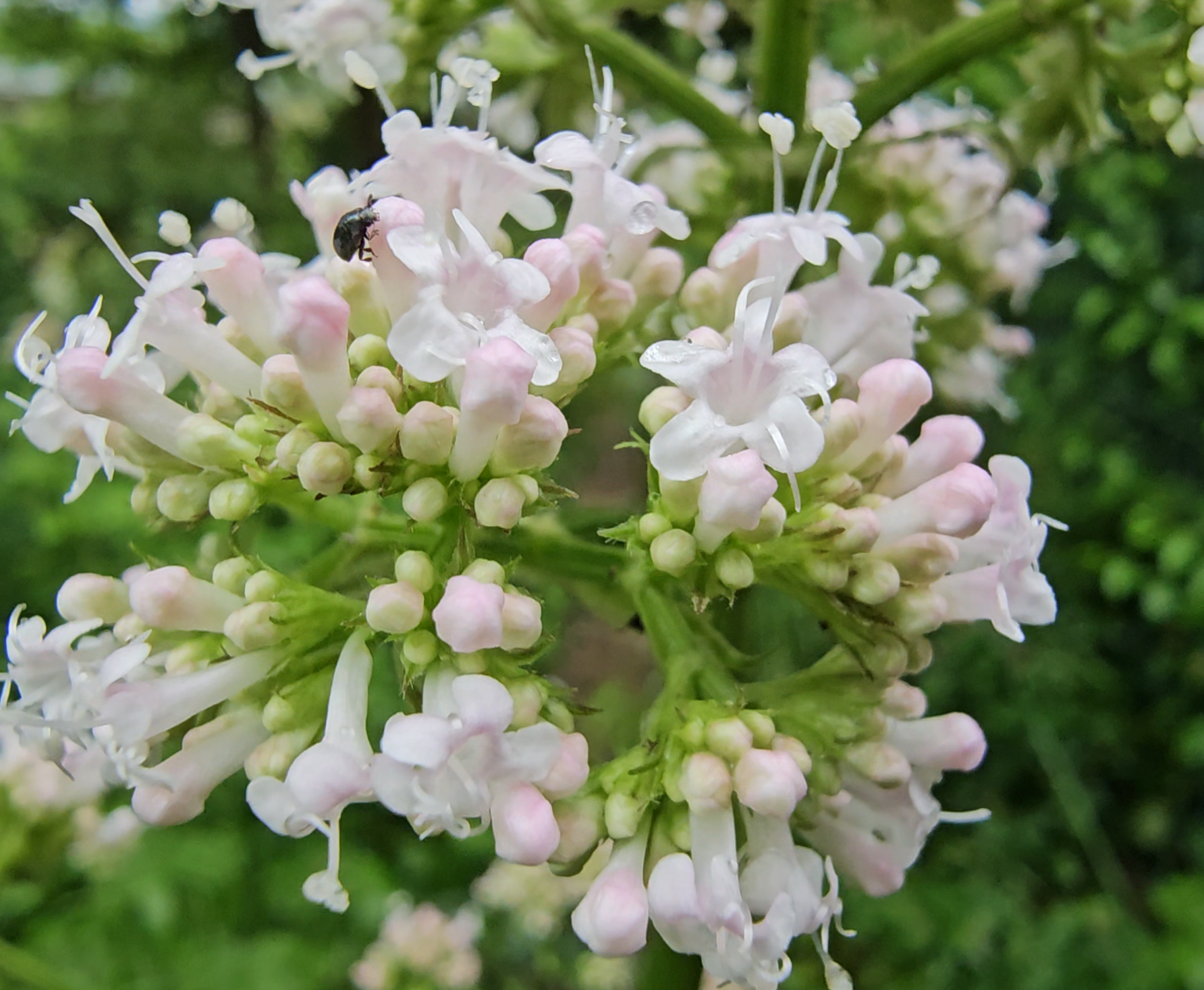 Inflorescence de la valériane officinale