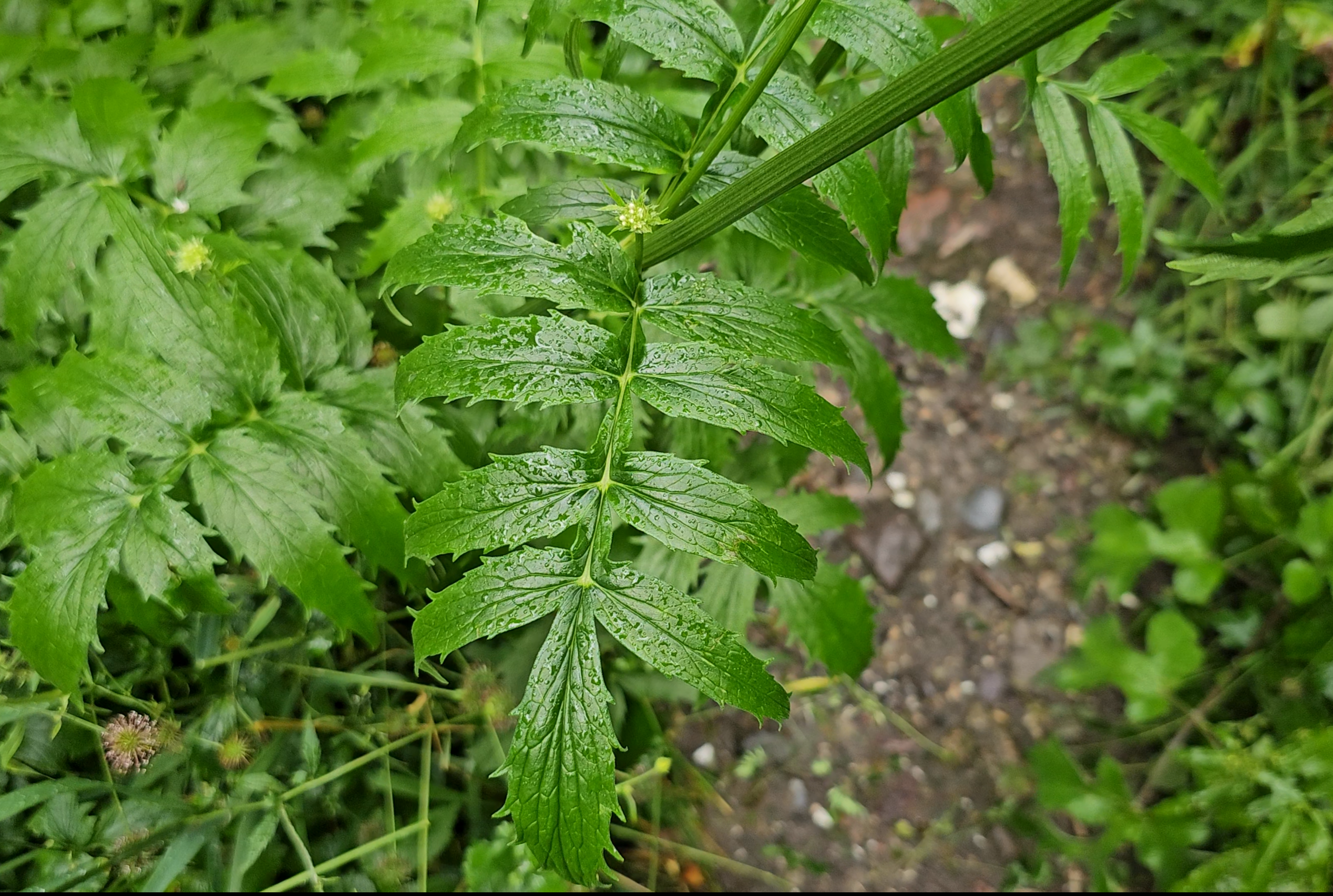 Feuilles caulinaires de la valériane officinale