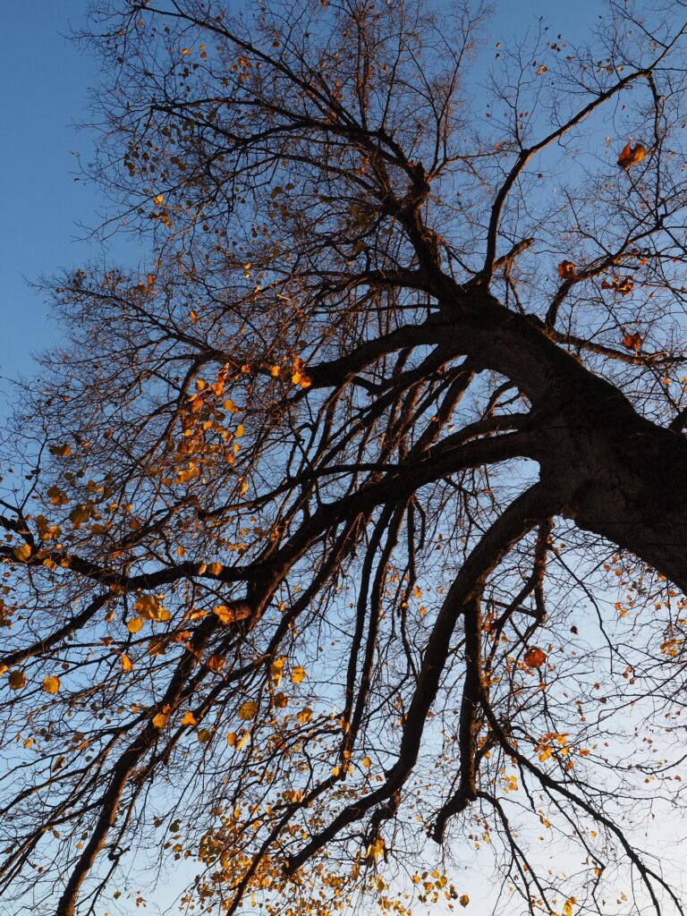 tilleul à petites feuilles
