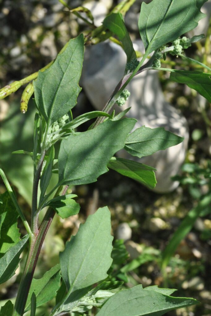 Le chénopode blanc est une plante riche en protéine