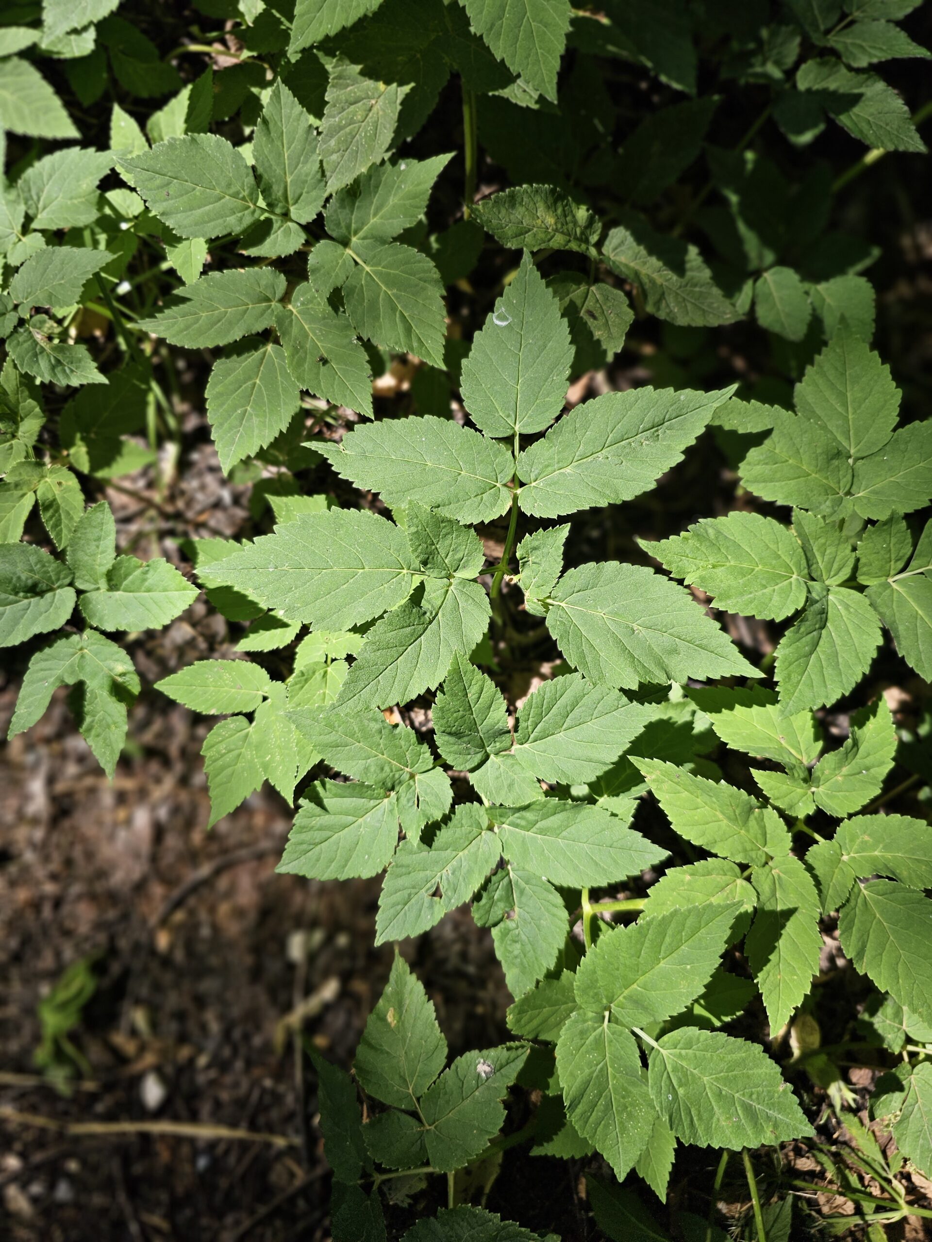 L'égopode est une plante sauvage qui pousse en forêt.