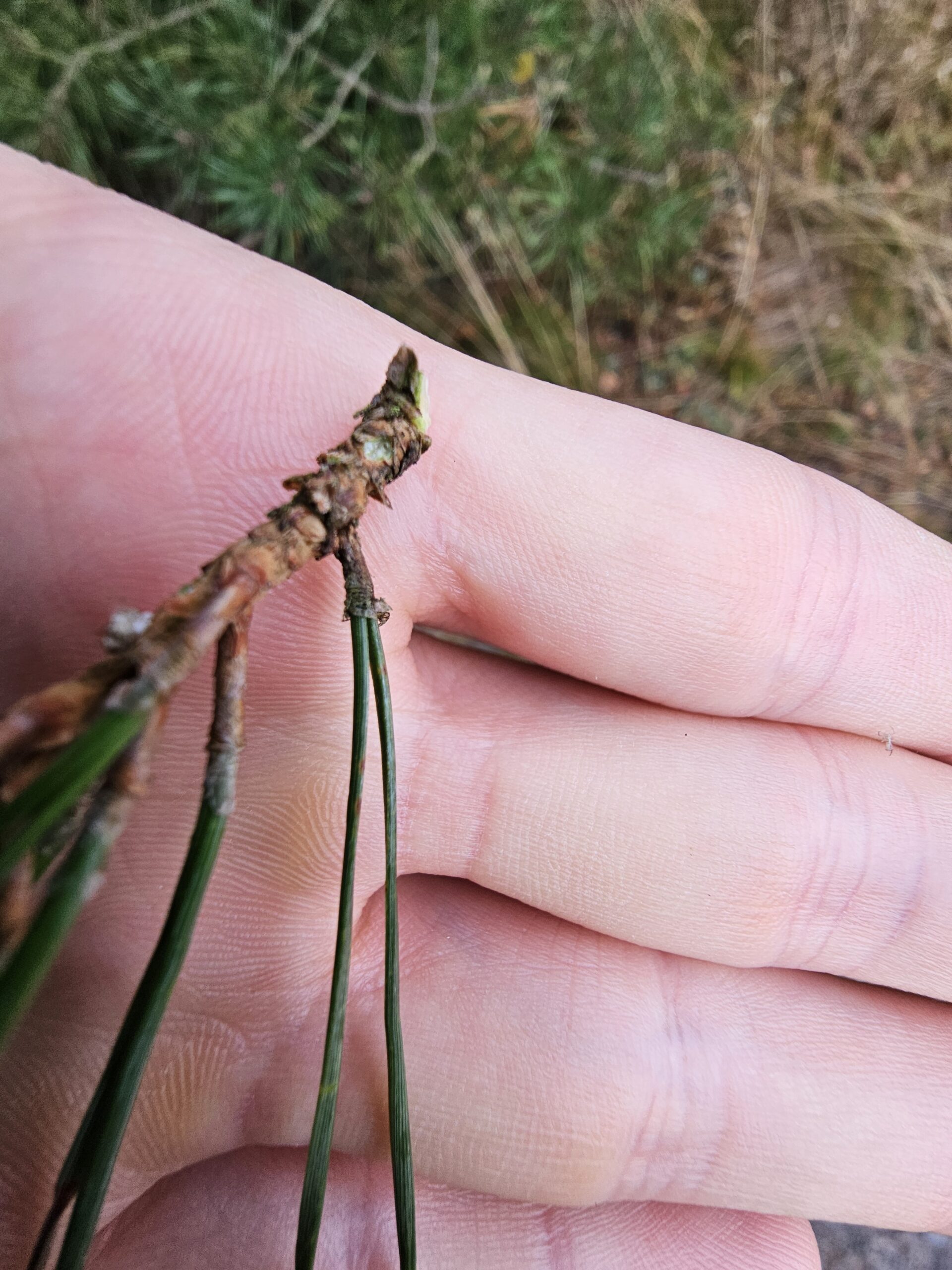 Pin sylvestre