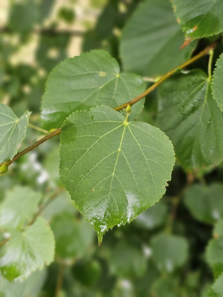 Les plantes riches en protéine, le tilleul à petites feuilles en fait partie