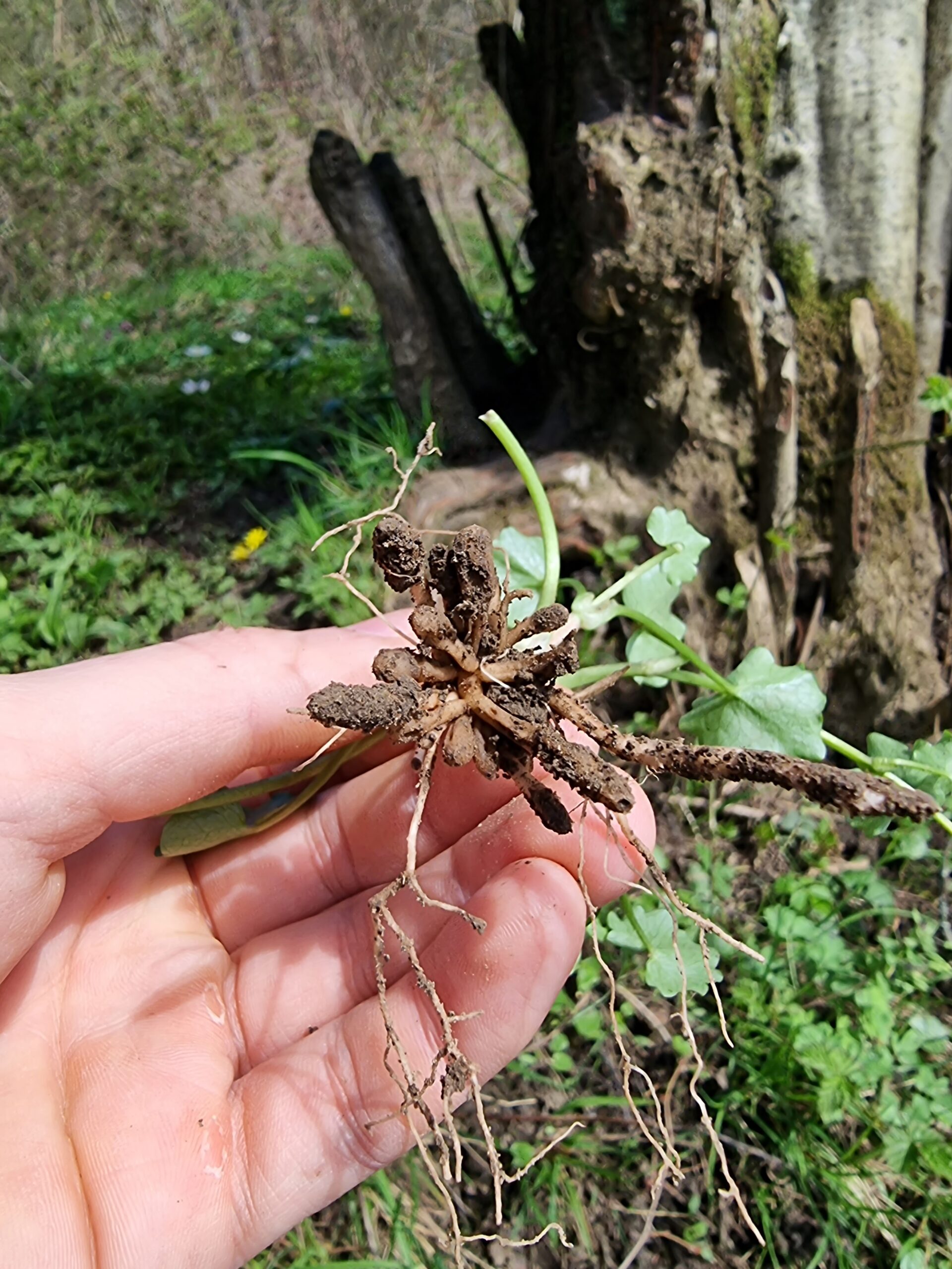 Tubercules de la ficaire