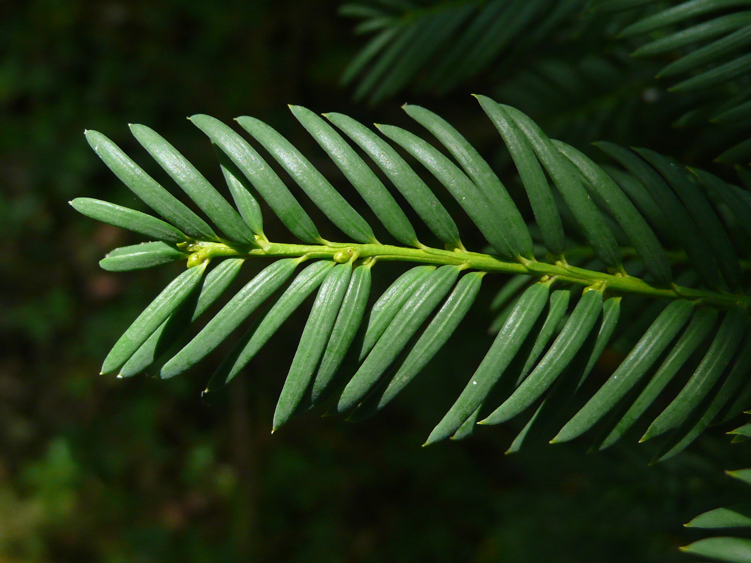 feuilles de l'if commun taxus baccata