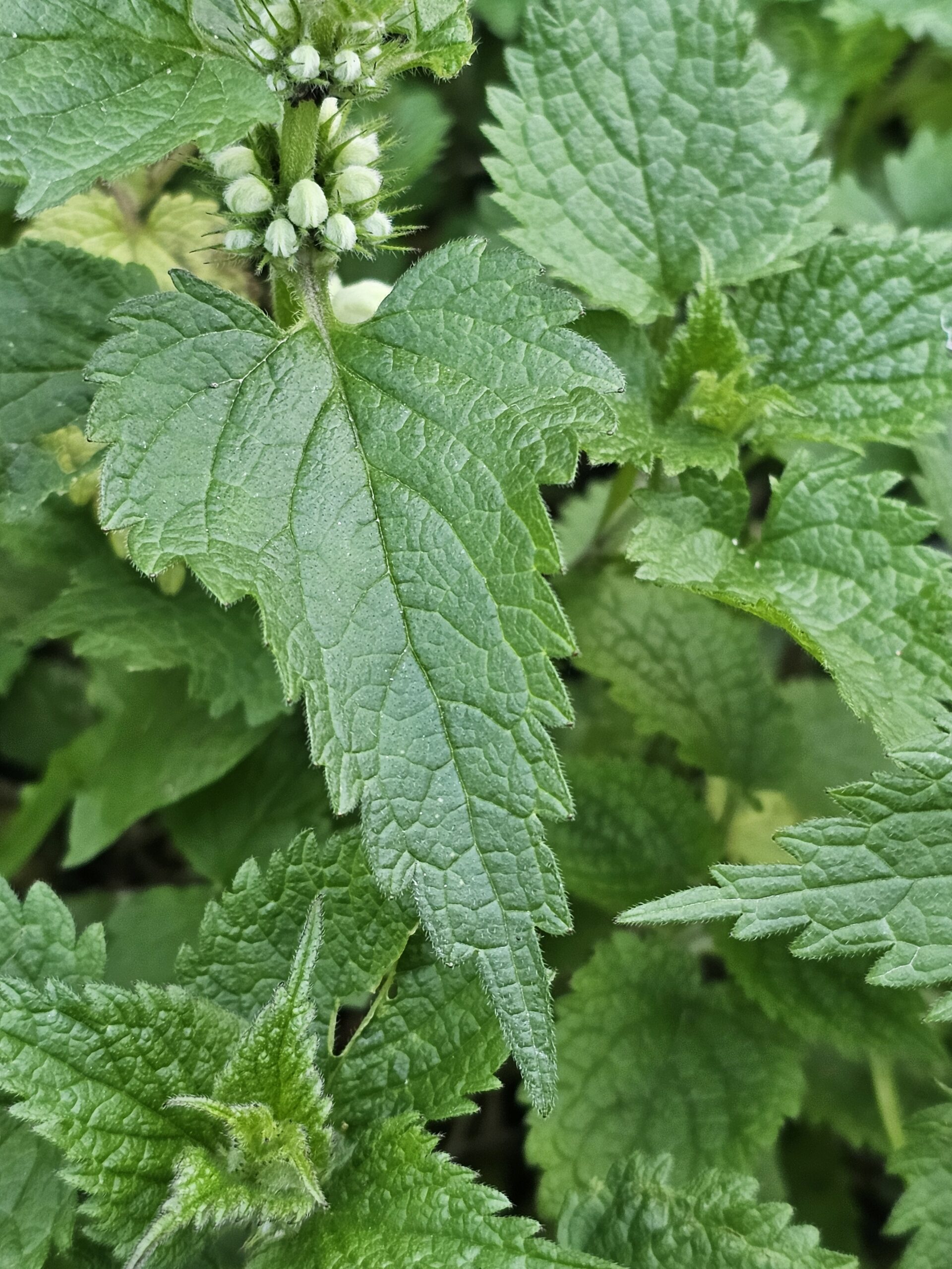 La feuille est de forme cordée voire triangulaire et se termine en une pointe acuminée. Les marges sont fortement dentées.