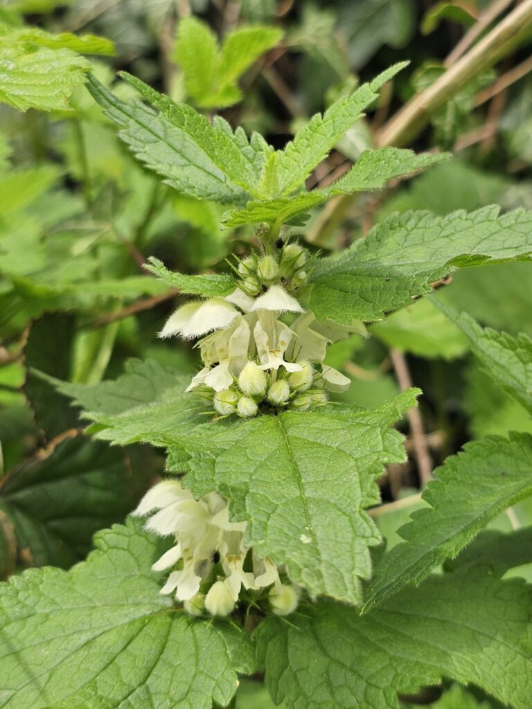 Le lamier blanc est comestible