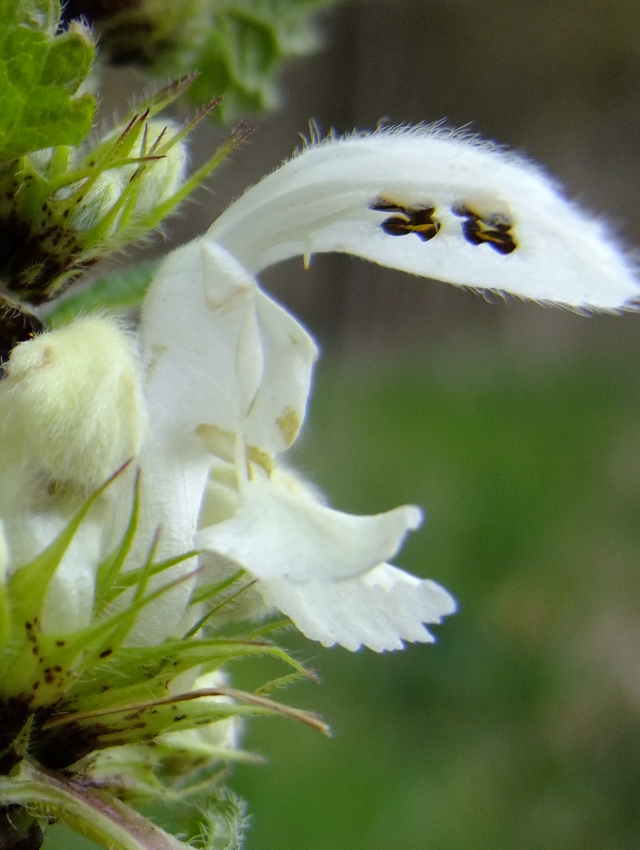 Fleur du lamier blanc