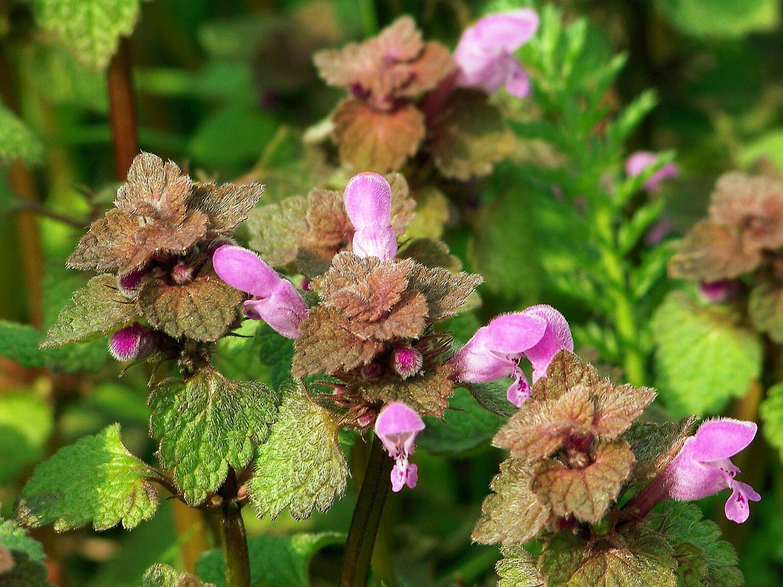 lamier pourpre, dont le nom latin est lamium purpureum