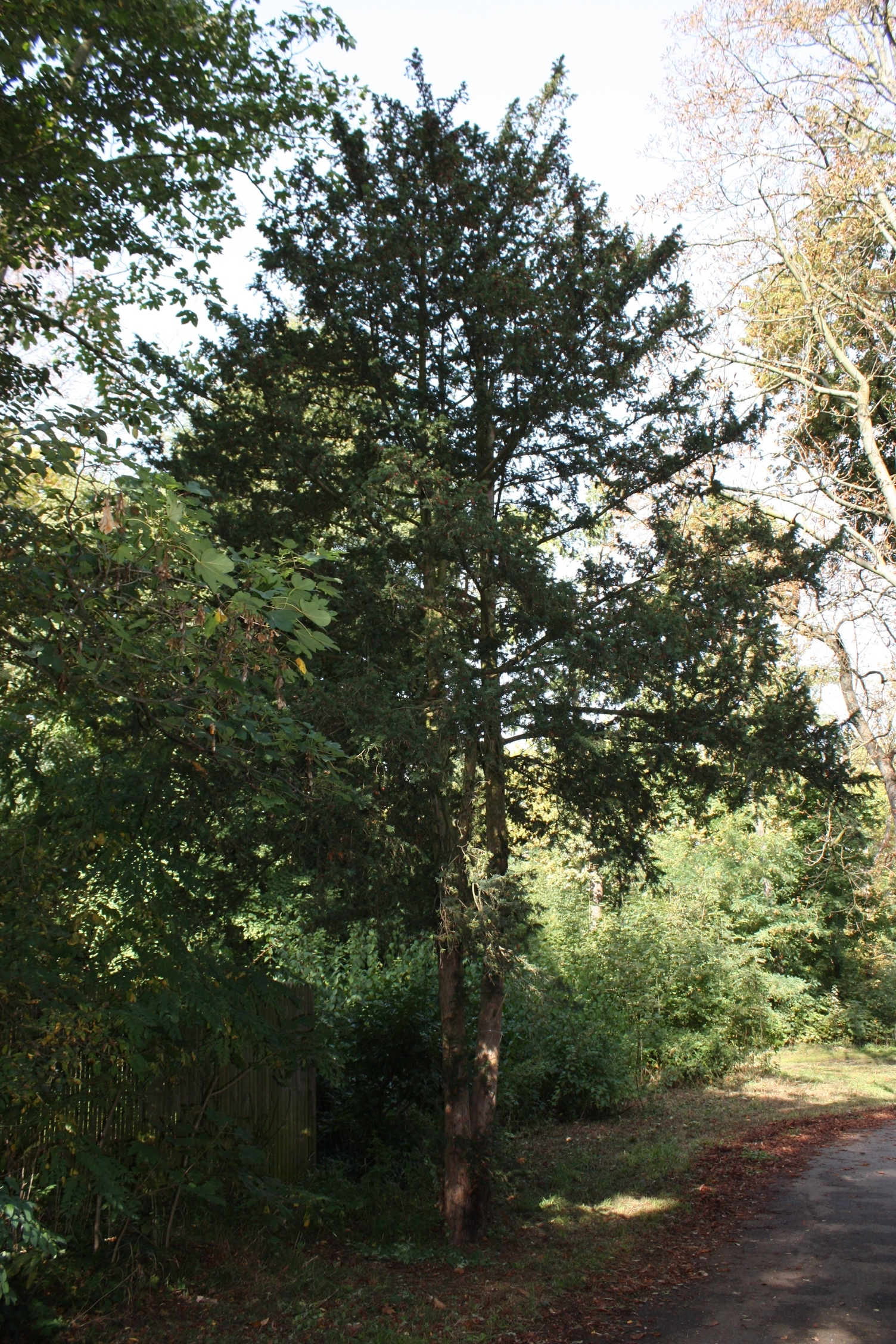 Port de l'if