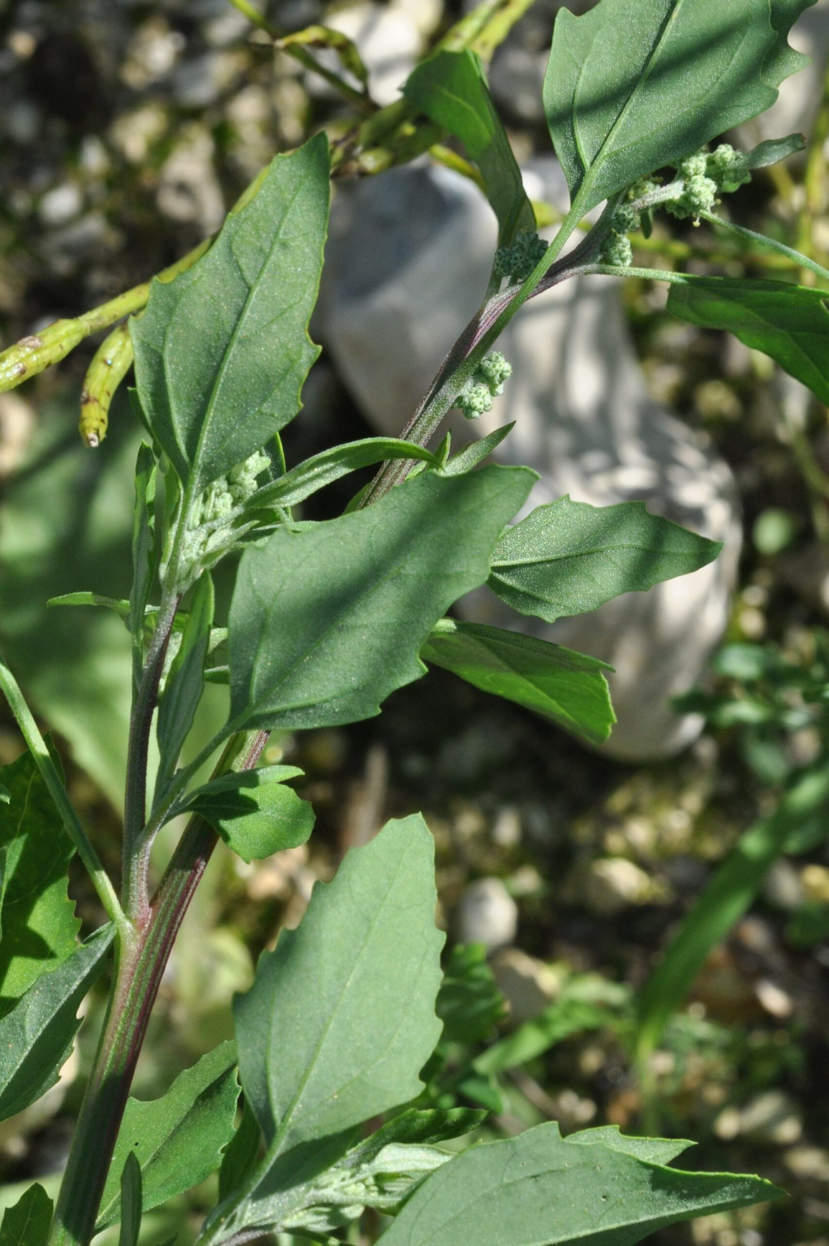 Le chénopode blanc est une plante riche en calcium