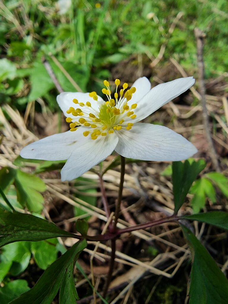 La fleur de l'anémone sylvie, une plante toxique