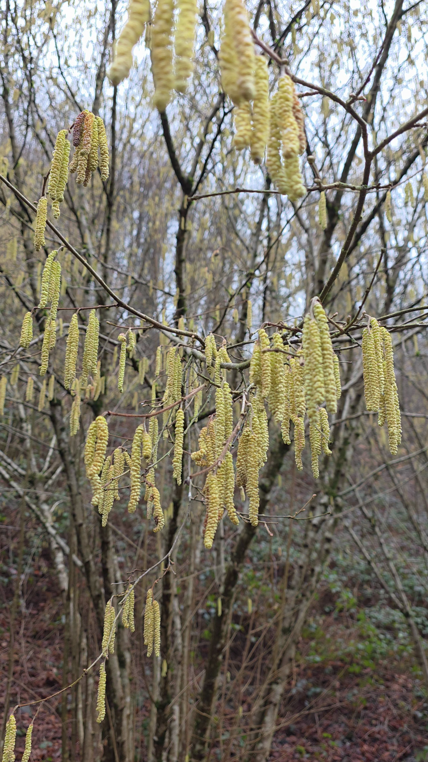 chatons inflorescence noisetier