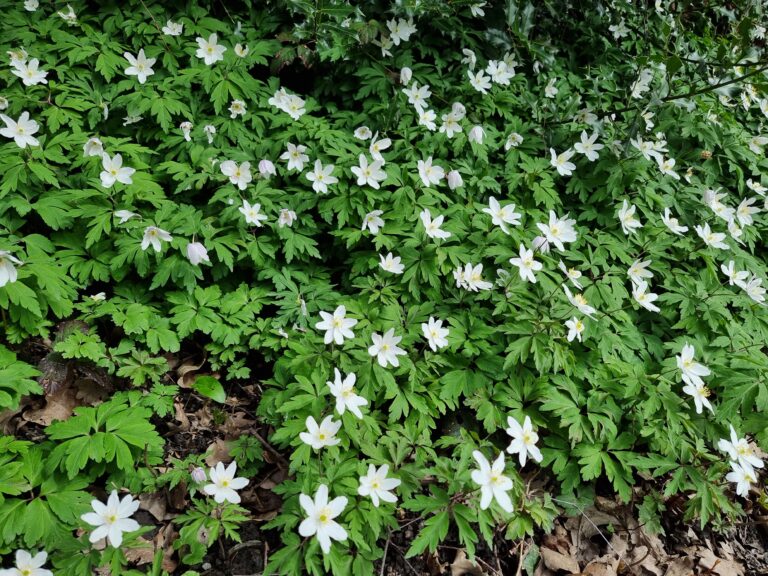 L'anemone des bois (Anemone nemorosa) toxique